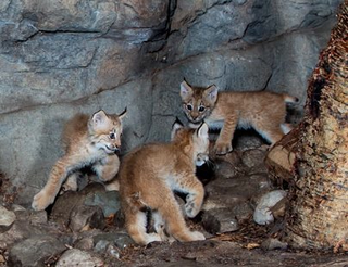 Illustration for article titled ZOMG CANADIAN LYNX TRIPLETS!!! C'EST MIGNON!!!